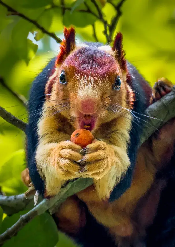 giant squirrels